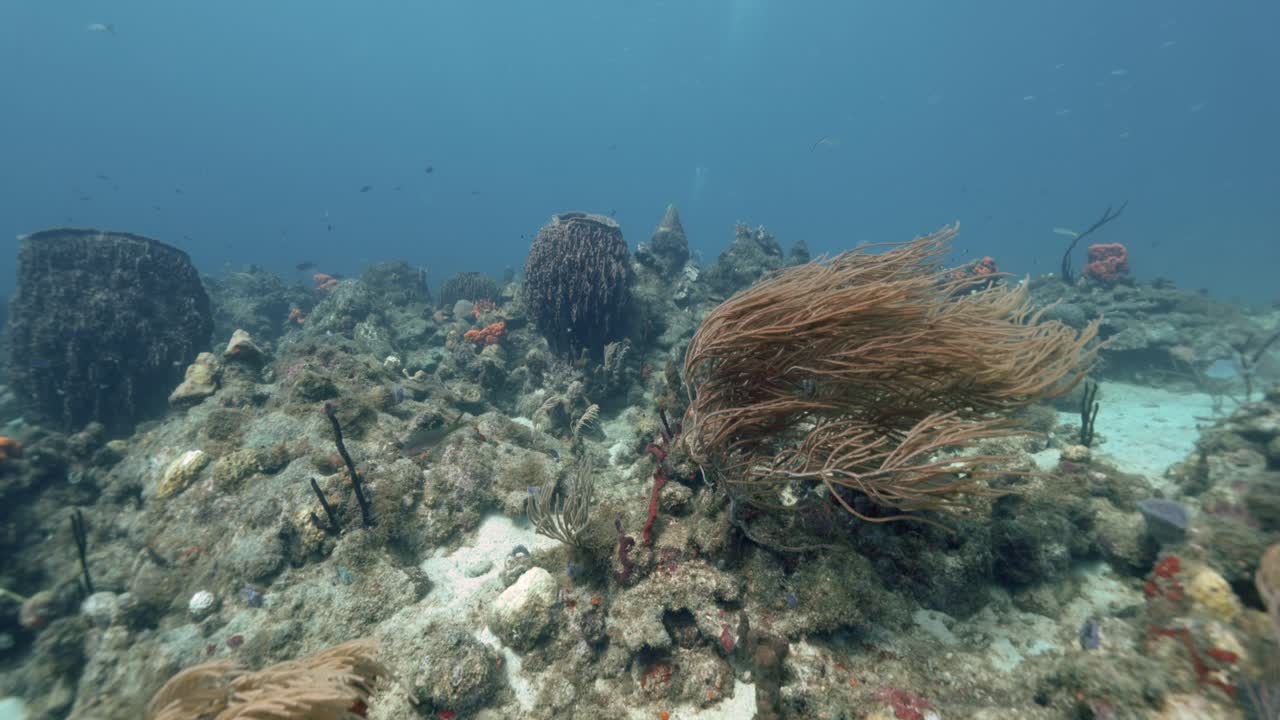una hermosa planta marina que se mueve con la corriente en las aguas poco profundas del océano caribe