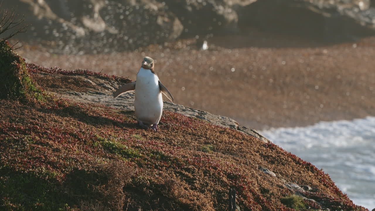 pingüino de ojos amarillos de pie en el acantilado en katiki point, nueva zelanda - cámara lenta