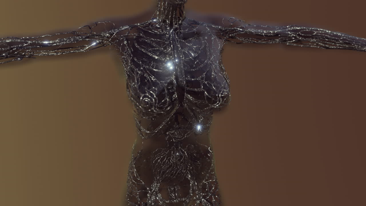 análisis de los vasos sanguíneos humanos exploración anatómica