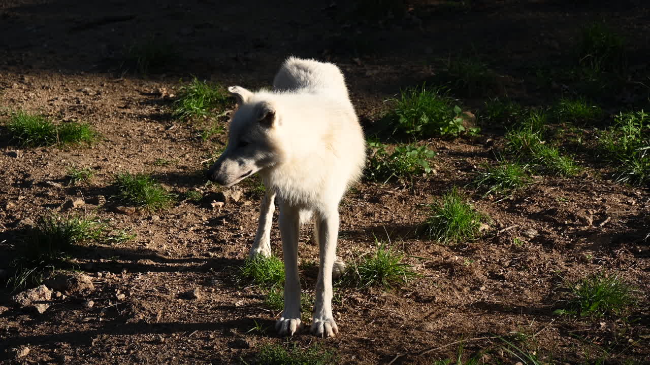un lobo polar blanco está iluminado por el amanecer, color cálido en su pelaje