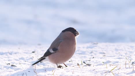 Eurasian-bullfinch-in-winter-near-bird-feeder-eating-sunflower-seeds-with-other-birds