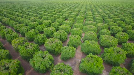 Aerial-over-seemingly-endless-rows-of-crops-in-Central-California