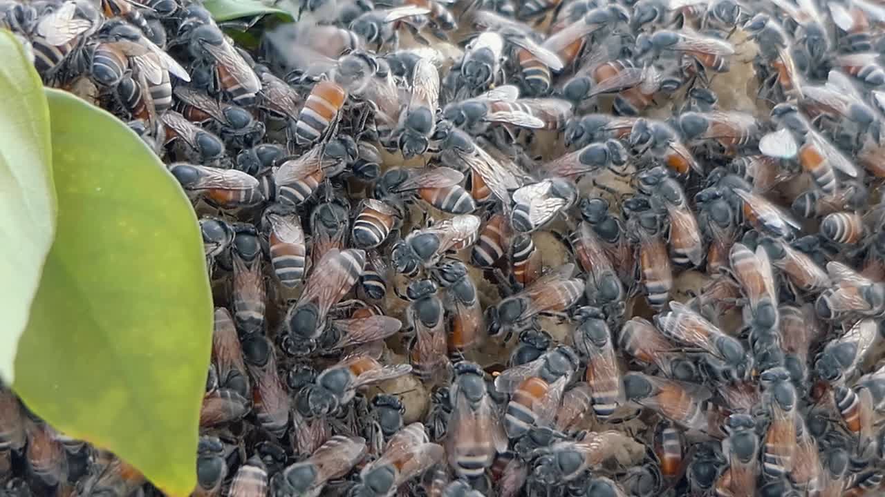 toma ultra cercana de una colonia de abejas pululando sobre una estructura de panal