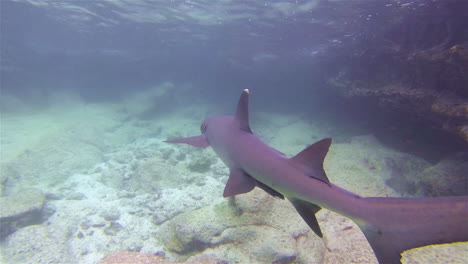 muy buenas imágenes de un tiburón de arrecife de punta blanca nadando bajo el agua