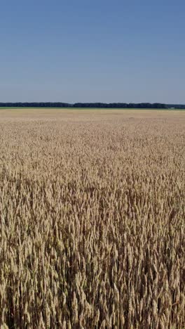 vista aérea de un hermoso y vasto campo amarillo de plantas maduras de trigo