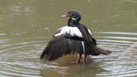 Weißflügelente,-Asarcornis-Scutulata,-Naturschutzgebiet-Phu-Khiao,-Thailand