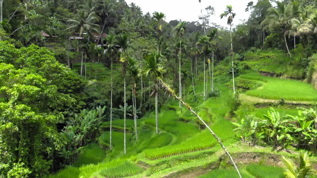 fotografía aérea de las terrazas de arroz de tegallalang y la exuberante selva en gianyar, bali, indonesia
