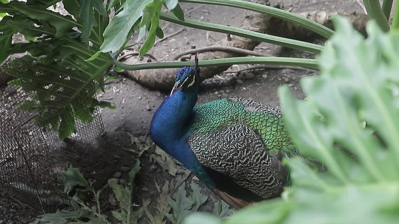 Vídeo em UHD em close-up de um pavão impressionante e sua plumagem azul intensa, uma das maiores aves do mundo.
