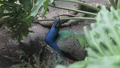 toma de video uhd de primer plano de un asombroso pavo real y su gran color azul, una de las aves más grandes del mundo