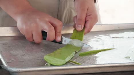 un trabajador agrícola de aloe raspa el gel de una hoja de aloe cortada con un cuchillo de pelado