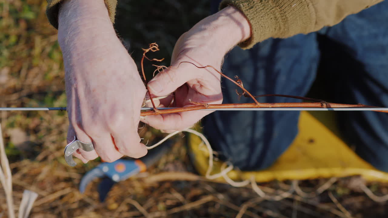 jardinero corta y ata la vid