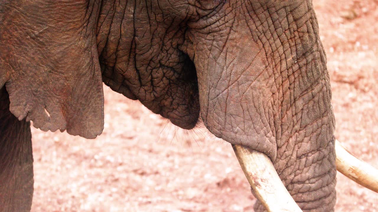 elefante jugando con la trompa en el parque nacional de aberdare, kenia - de cerca