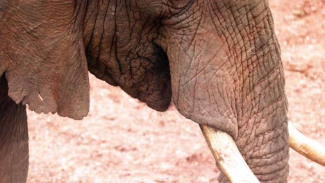 Elefant-Spielt-Mit-Rüssel-Im-Aberdare-Nationalpark,-Kenia---Nahaufnahme