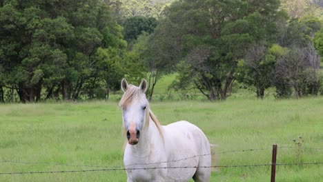 un caballo sereno explora con calma un campo exuberante.