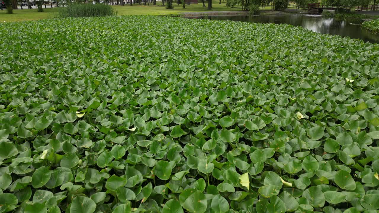 una vista aérea sobre un estanque con lirios de agua en el arroyo del valle, ny en un día nublado