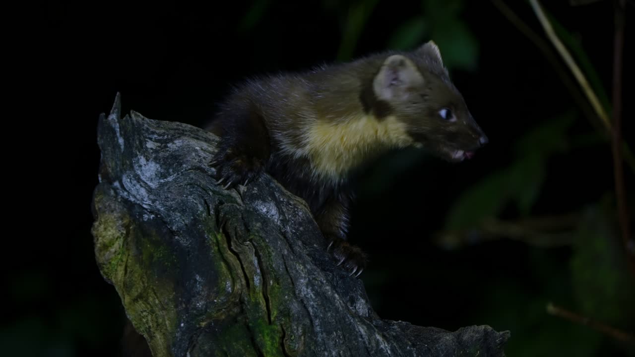 A pine marten climbing up a tree trunk at night in Drenthe, Netherlands