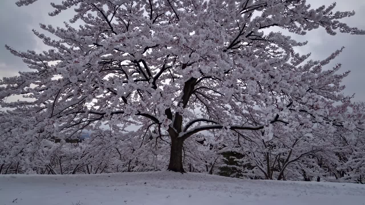 Low-angle video of a snow-covered landscape with a prominent tree, showcasing serene winter beauty