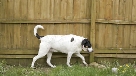 large white and black dog walking along wooden fence