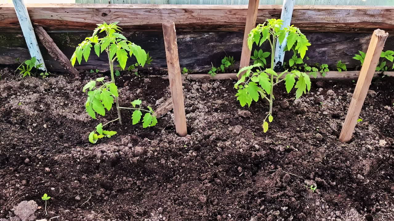 Tomato seedlings growing in garden soil supported by wooden stakes