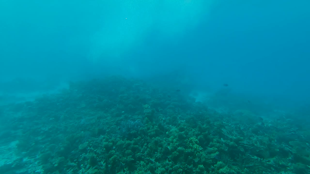 vista submarina del arrecife de coral
