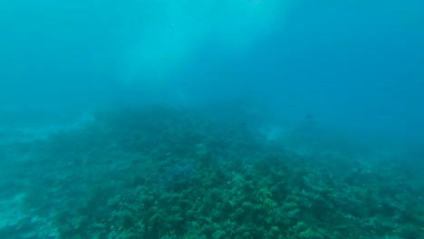 vista submarina del arrecife de coral