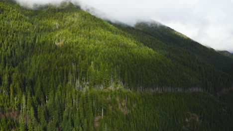 Pine-Trees-In-Mist-on-Ridge-on-Olympic-Peninsula-Washington-State,-United-States