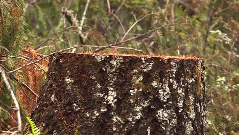 CUT-TREE-STUMP-AFTER-LOGGING