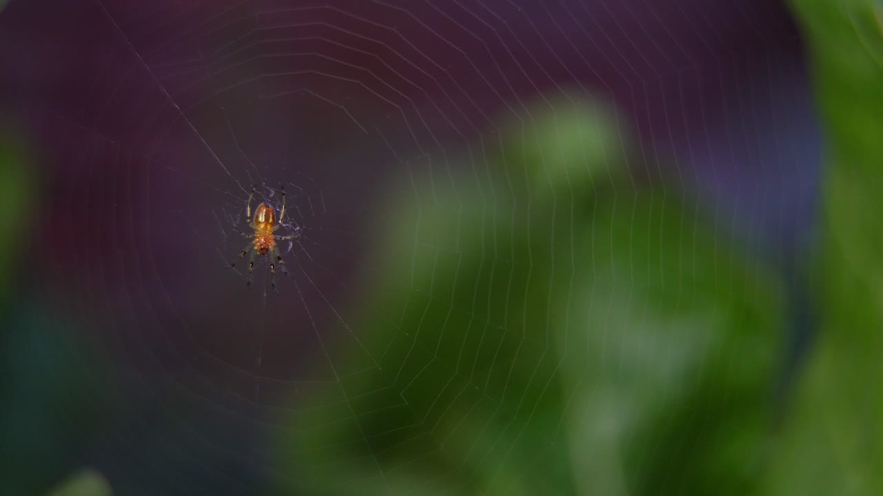 Closeup of an orb-weaver spider (Alpaida veniliae) at the center of her web.