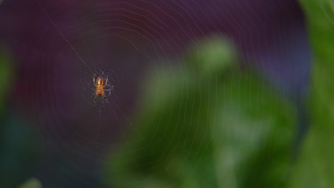 closeup of an orb-weaver spider (alpaida veniliae) at the center of her web.