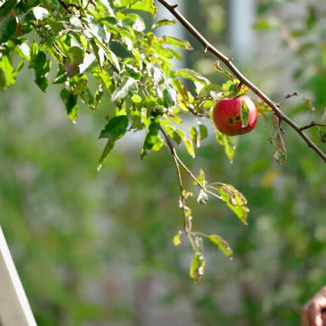 apple crop or harvesting. male seasonal worker picks ripe, juicy apples from tree in farm orchard. close-up. autumn sunny day. agriculture