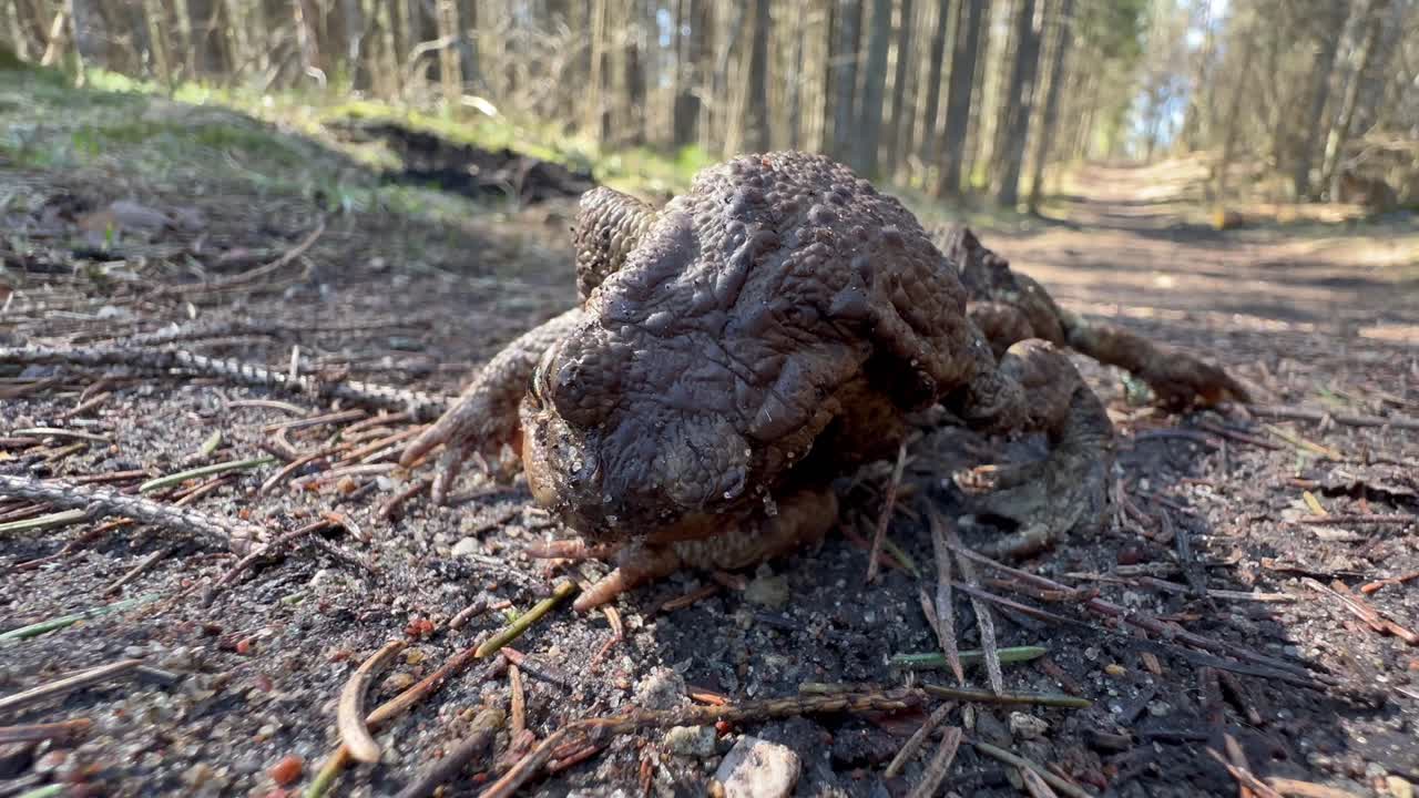 Because of the male on her back female Common Toad (Bufo bufo) has difficulty reaching a pond during mating season. Estonia.