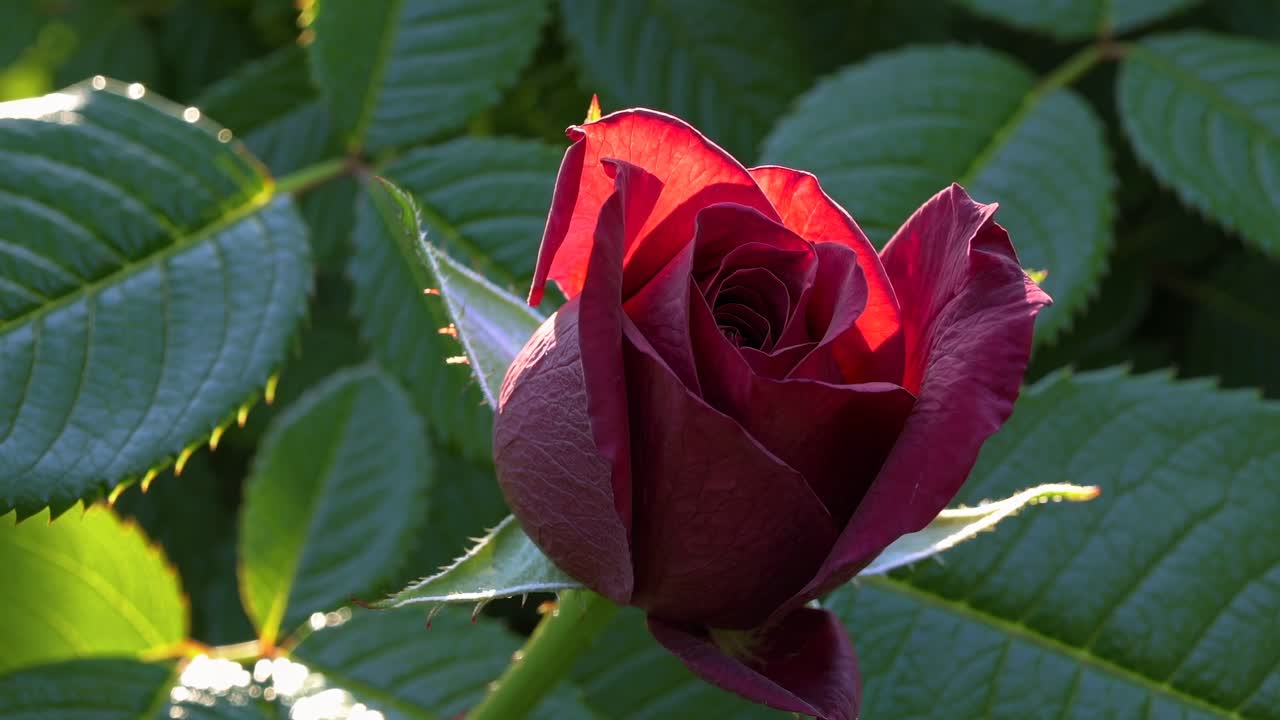 Angolazione video ravvicinata di una rosa rossa in bocciolo circondata da lussureggianti foglie verdi, che cattura l'intricato