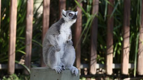 lemur sitting and looking around