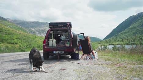 female camper sitting next to open suv car trunk with pet alaskan malamute dog sniffing on the ground