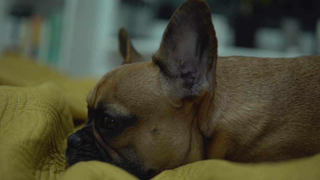 vista lateral del adorable y perezoso perro pug, acostado en el interior y dando expresiones variadas