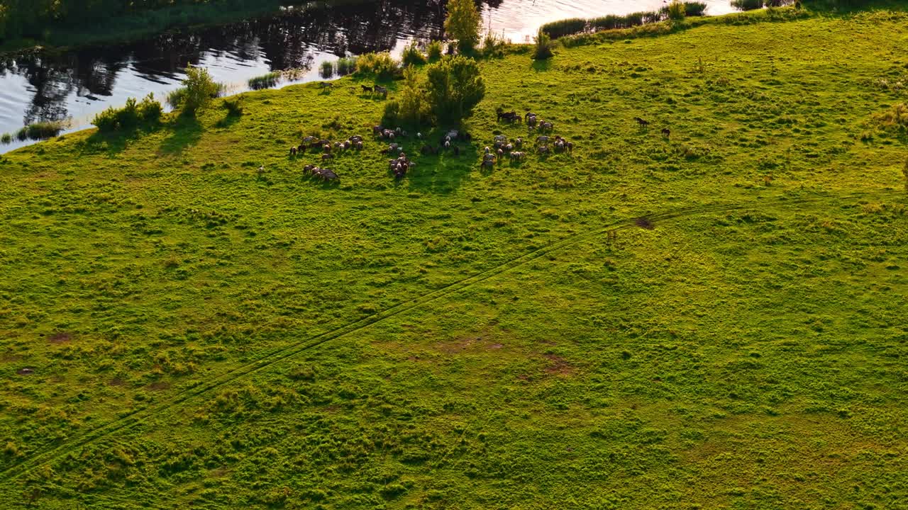 Vista aerea di cavalli selvatici al pascolo su un rigoglioso campo lungo il fiume durante un tramonto estivo dorato