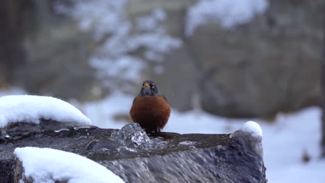 slow motion of an american robin at a water fountain