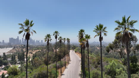 vista de la palmera de los angeles