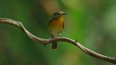 indochinese blue flycatcher, cyornis sumatrensis