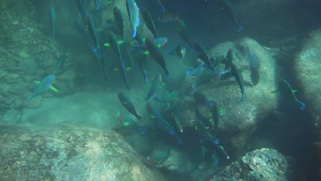 una hermosa escena en cámara lenta bajo el agua en un arrecife de coral en la isla perhentian en malasia con peces nadando más allá de la cámara