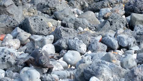 Walking-Marine-Iguana-On-Rocks-In-Isabela-Island,-Galapagos,-Ecuador