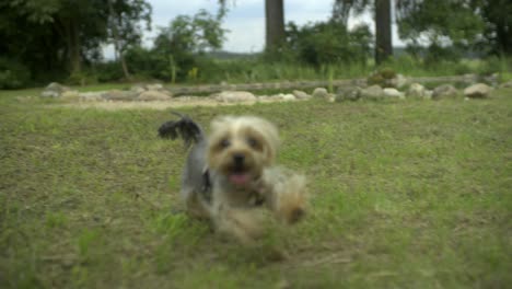 little puppy running to camera