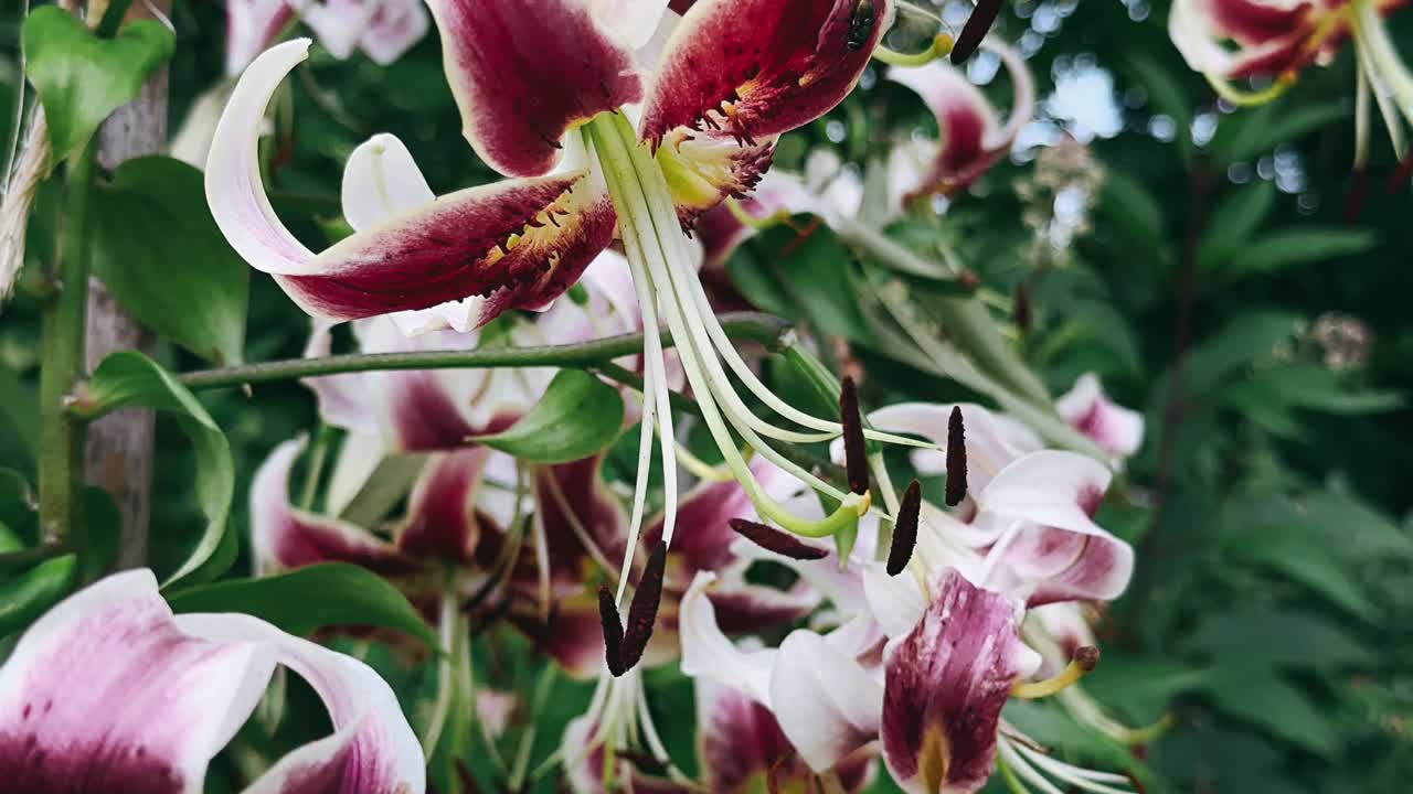 정원에서 아름다운 보라색과 색 릴리 꽃