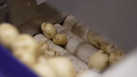 close up shot potatoes are moving on a conveyor