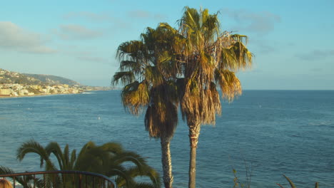 palm trees with ocean and coast in background