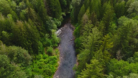 Gorgeous-Scenic-aerial-shot-of-lush-green-forest-and-flowing-Cedar-River-in-Washington-State