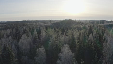 Volando-Sobre-Un-Bosque-Congelado-Bajo-Un-Sol-Tenue