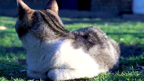 Eine-Standbildaufnahme-Einer-Hauskatze,-Die-Ruhig-Auf-Dem-Rasen-Lag-Und-Von-Der-Kamera-Wegschaute