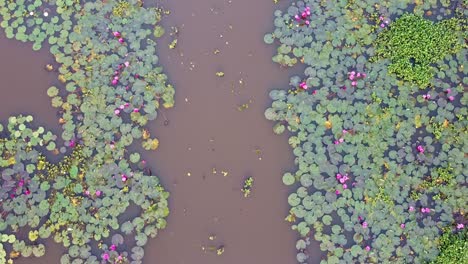 river side water lily in the stream, water lily blooming, ,mangrove forest inland water body, beautiful aerial shot, group, blossom , field, top, water lily grows with mosses and grasses