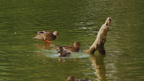 ducks on a log